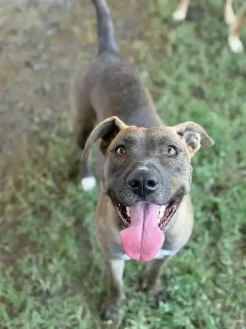 Delilah