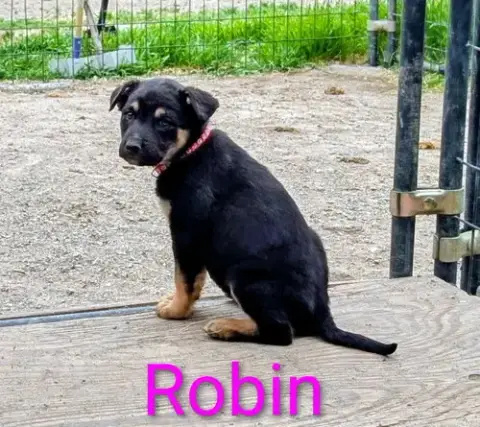 Robin photo 2