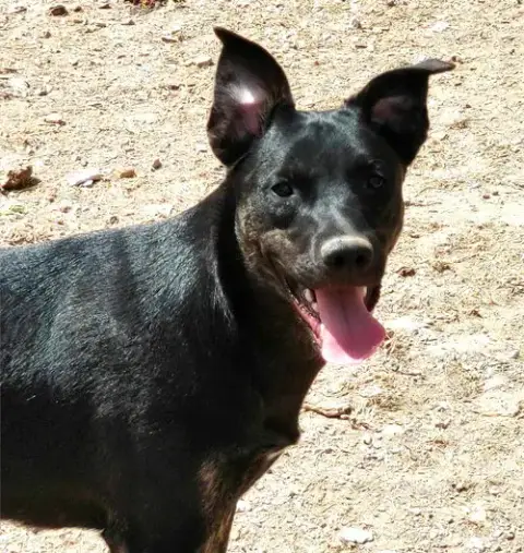 Jitterbug