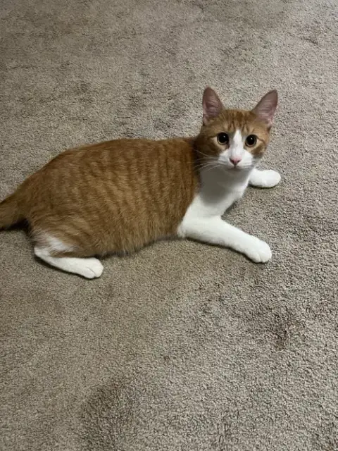 Mr Katt
