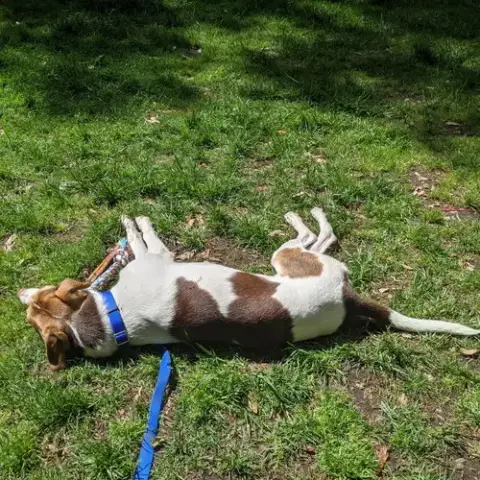 Dwayne photo 3