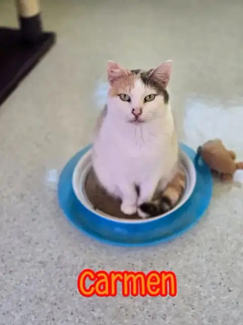 Carmen photo 2