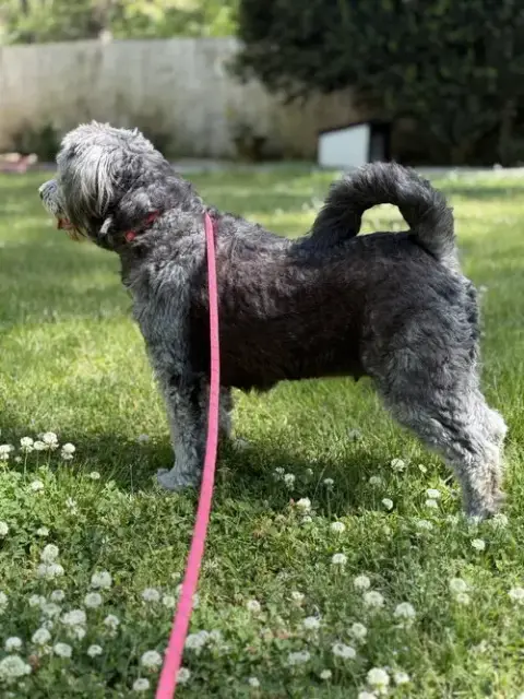 Stella photo 2