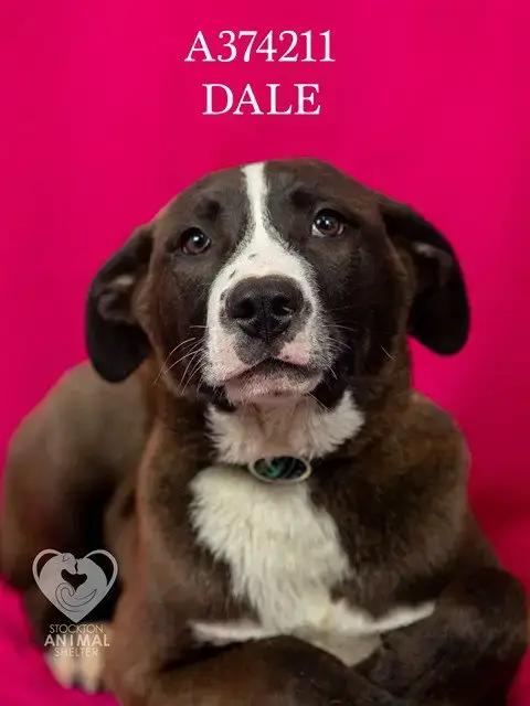 Dale