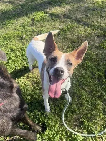 Cali