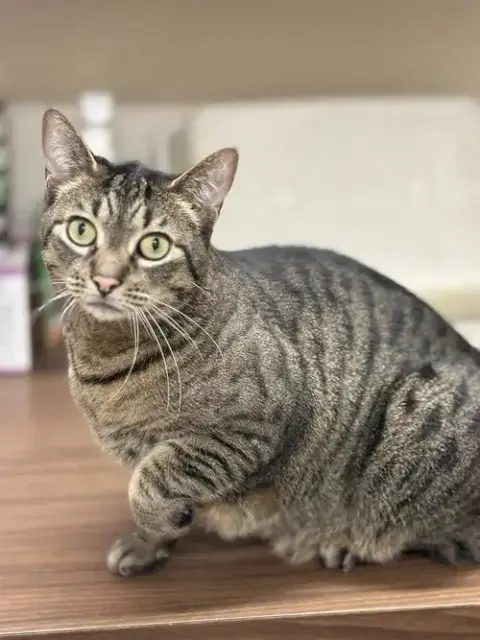 Simba photo 3
