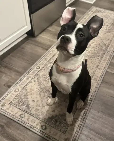 Tallulah photo 4