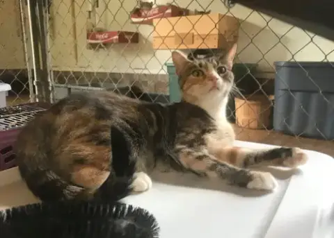 Calicos photo 4