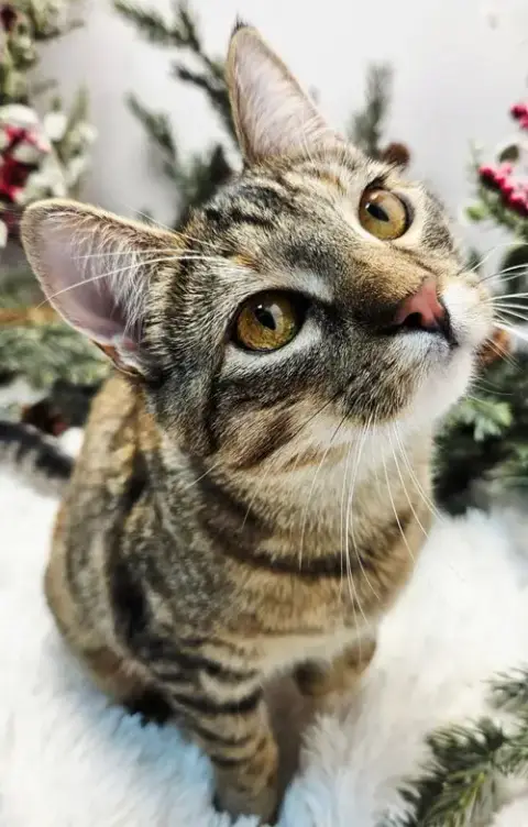 Kitten  Katniss photo 2