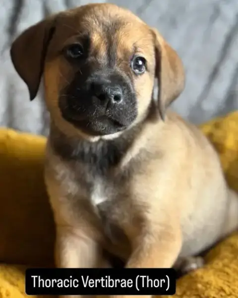 Thor photo 2