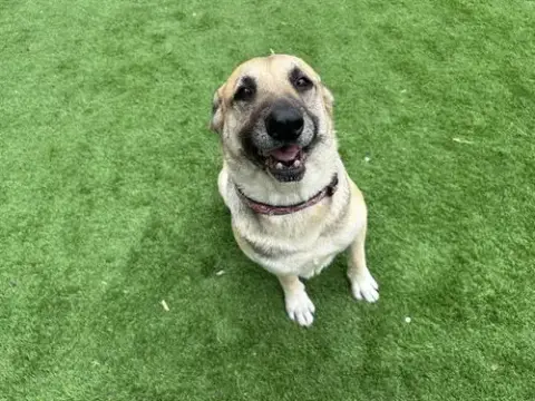 Pawtato