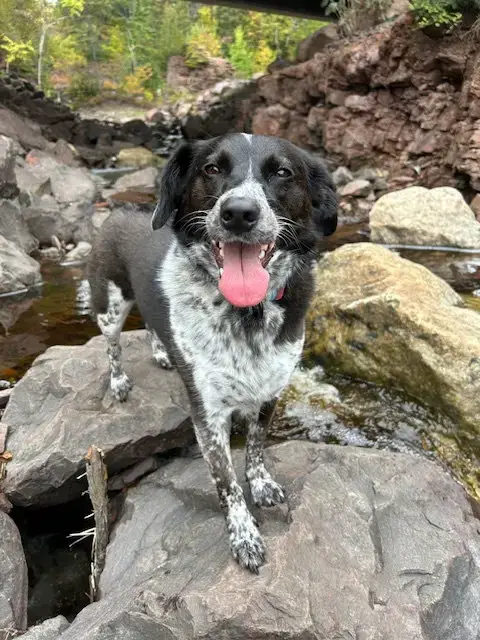 Ziggy photo 3