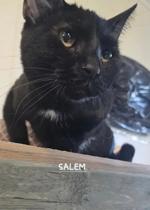 Salem photo 2