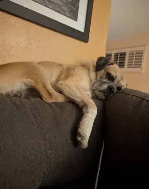 Courtesy Posting Pugslee photo 2
