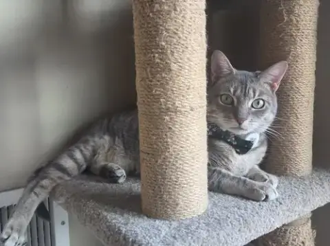 Klaus