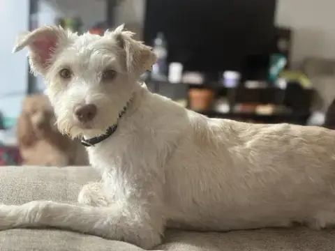 Lovey