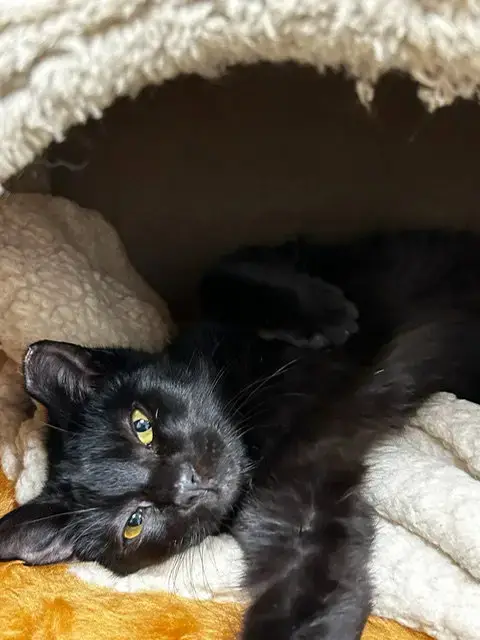 Binx & Nina photo 2