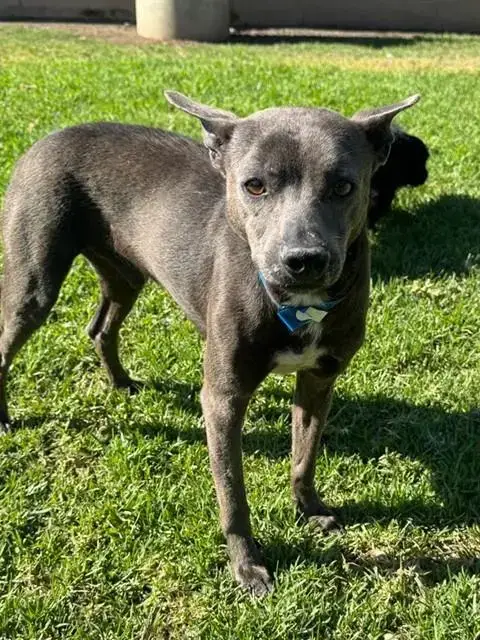 Winston