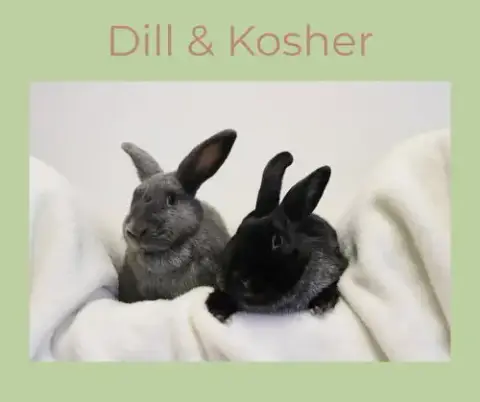 Kosher