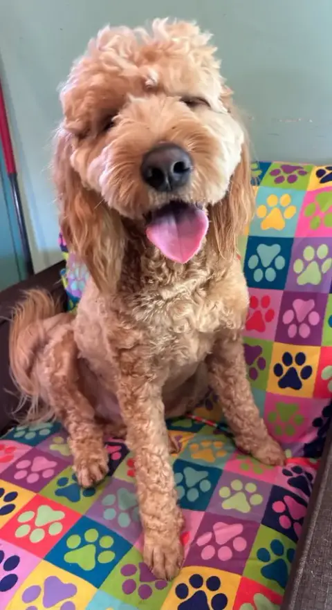 Hank Dec 25