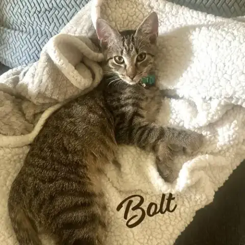 Bolt #Brother-Of-Tornado