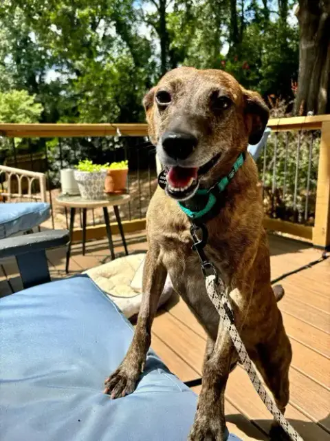 Scout photo 3