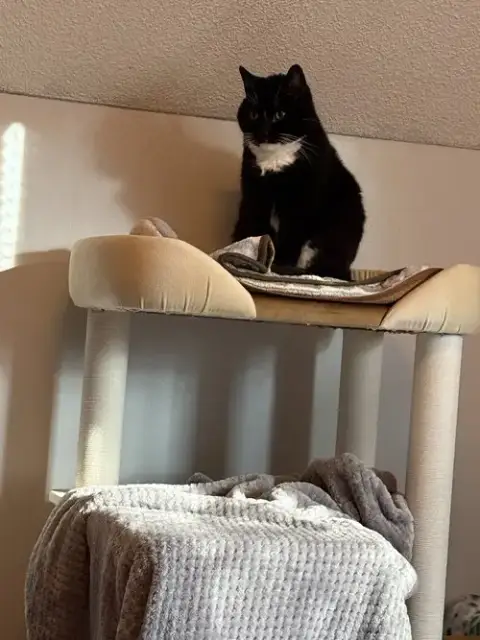 Nova