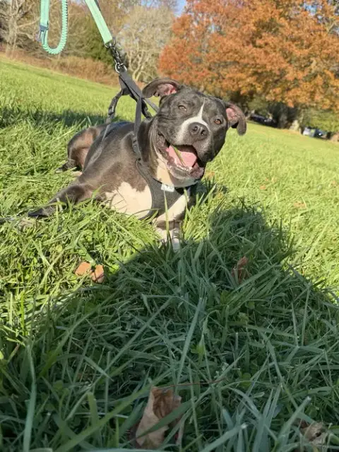 Ollie photo 4