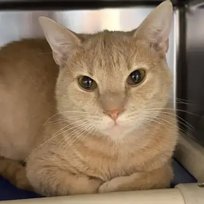 Loki photo 3