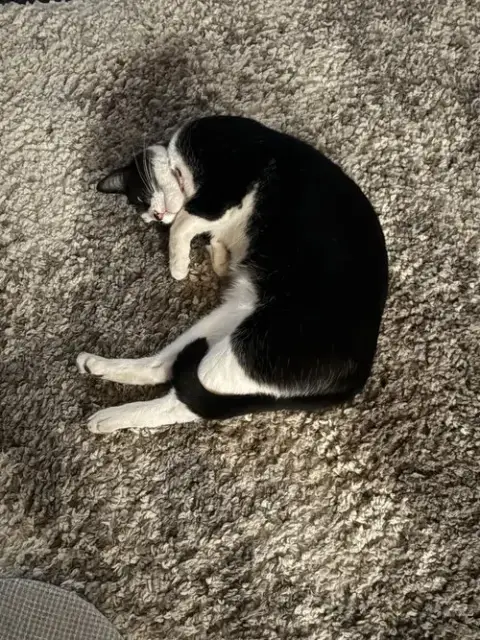 Moo photo 4