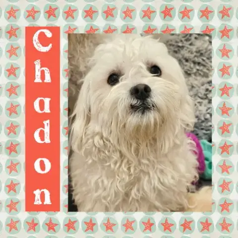 Chadon photo 3