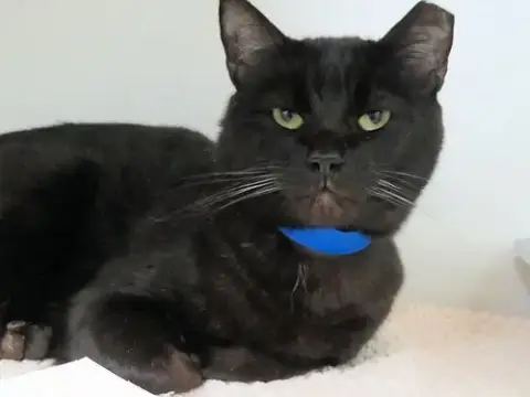 Soot
