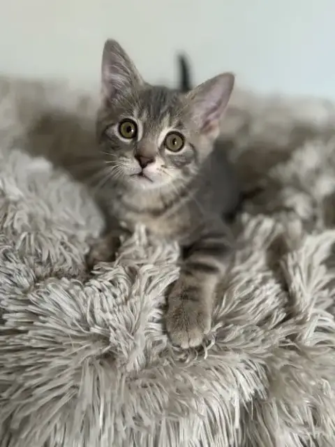 Cosmo photo 3