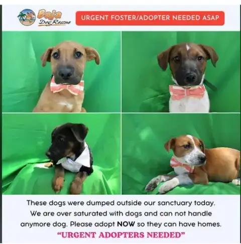 Abandoned Street Dogs