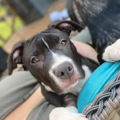 Echo: Not At The Shelter photo 5