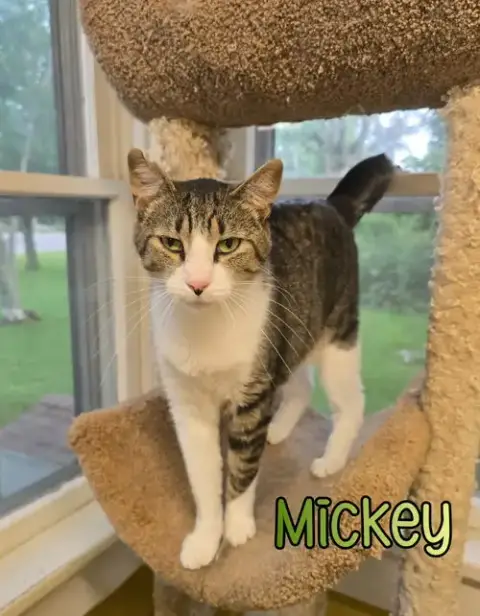 Mickey photo 4