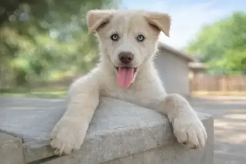 Callie photo 4