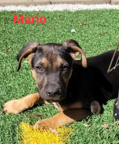 Mario photo 5