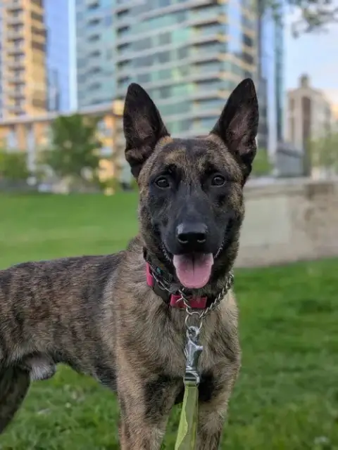 Ryder photo 2