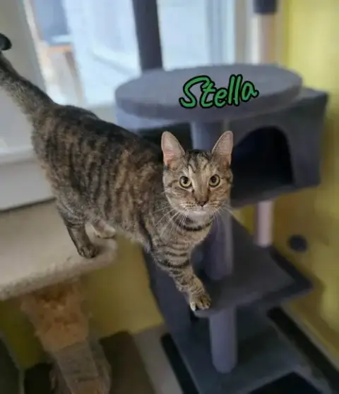 Stella