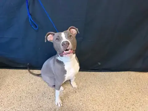 Milo