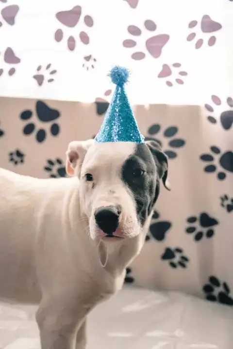 Gus