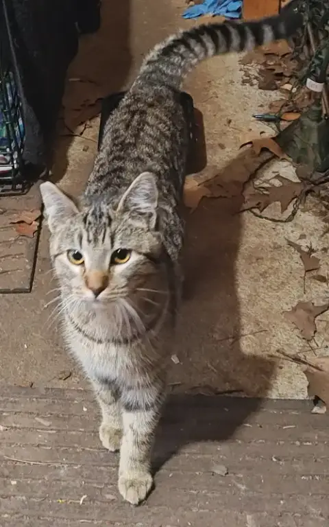Outside Teen Kittens photo 2