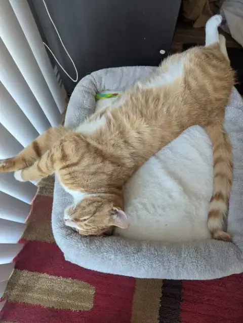 Mojo