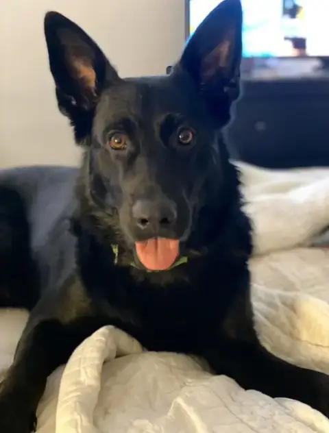 Maverick