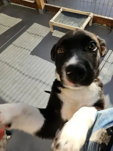 Doris