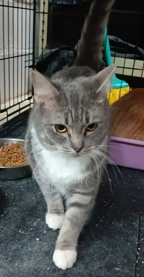 Mittens