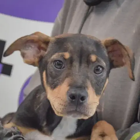 Adopter Merlot