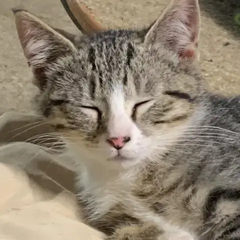 Nutmeg photo 3