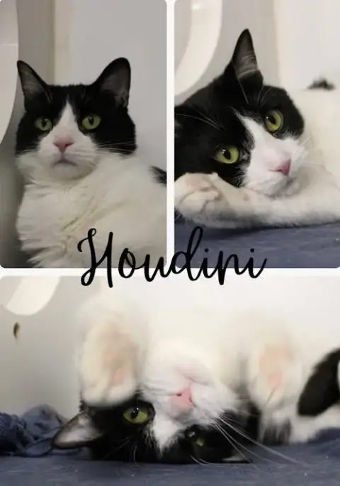 Houdini- Long Term 8*13*25